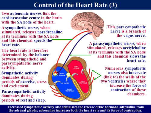 3.6.1.3 Control of the Heart Rate by RGeorge15