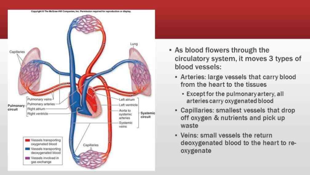 all All Arteries Carry Oxygenated Blood Except arteries ...