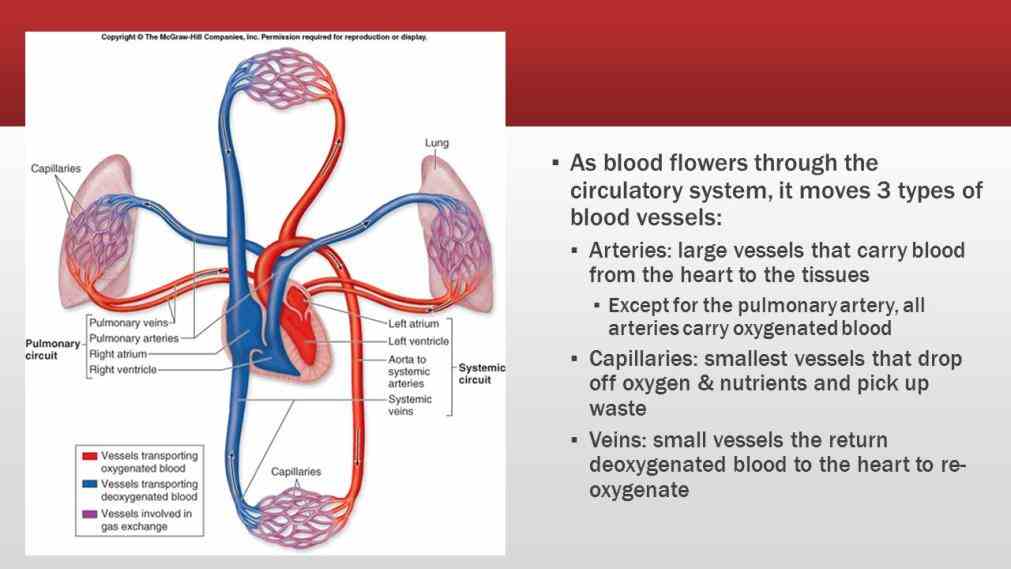 All Arteries Carry Oxygenated Blood Except
