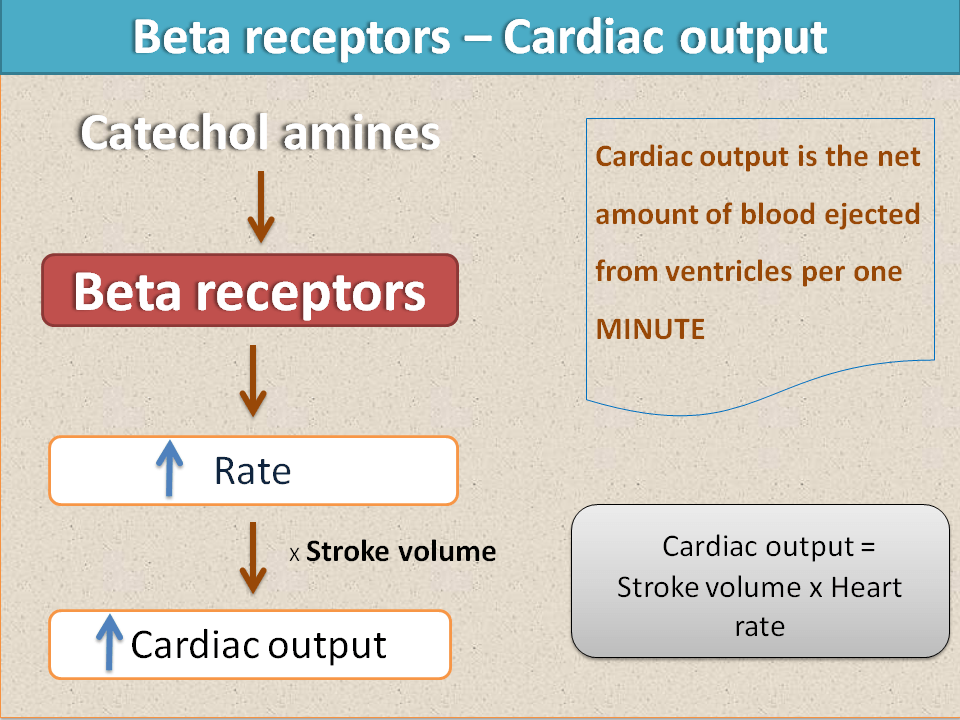 Beta receptors play pathological role in many of cardiovascular ...