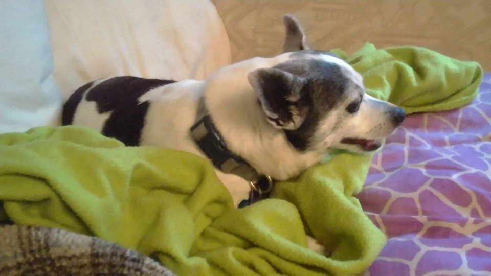 Chihuahua Congestive Heart Failure