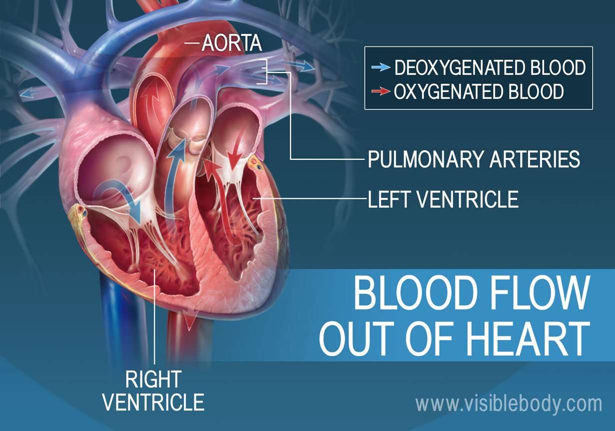 Circulatory The Heart