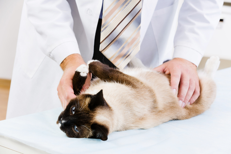 Congestive Heart Failure in Cats: Causes, Symptoms, and Treatment ...