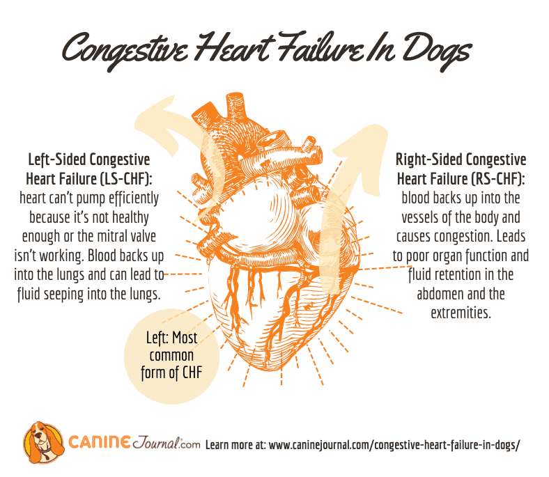 Congestive Heart Failure In Dogs  CanineJournal.com