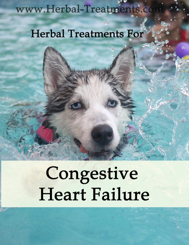 Congestive Heart Failure in Dogs (Diuretic Support)