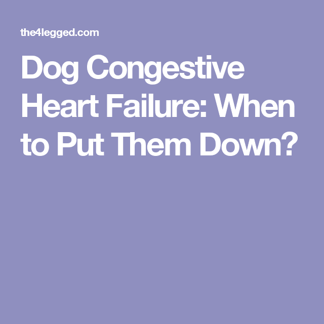 Dog Congestive Heart Failure: When to Put Them Down?