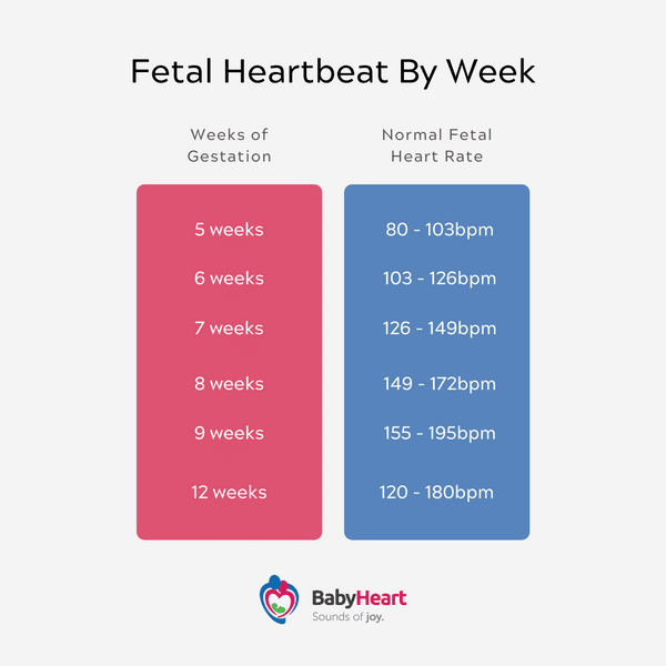 Fetal Heartbeat By Week Chart  BabyHeart