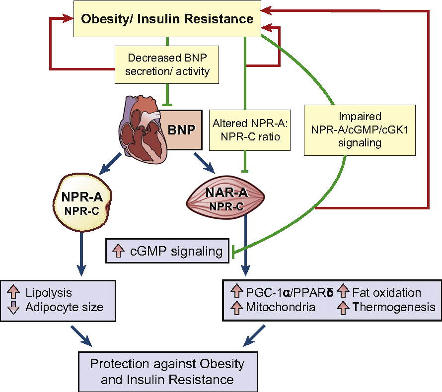 Figure 1 from Obesity and natriuretic peptides, BNP and NT