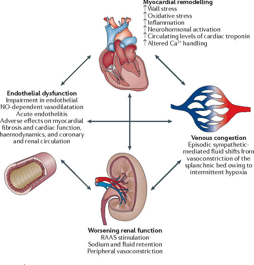 Figure 2 from Pathophysiology and clinical evaluation of acute heart ...