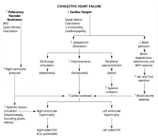 Flow Chart For Congestive Heart Failure