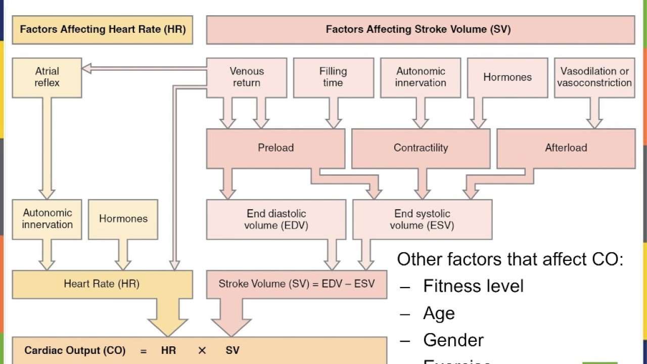 Heart N Factors affecting Heart Rate