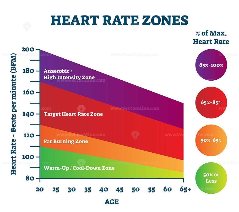 Heart rate zones vector illustration