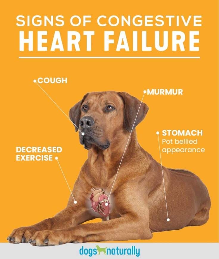 Holistic Options For Congestive Heart Failure In Dogs