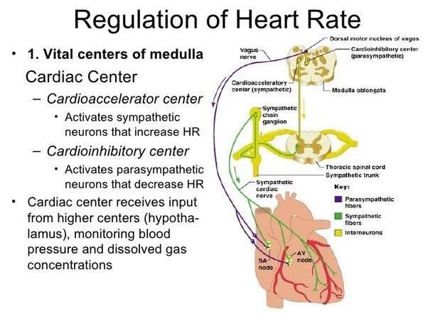 How does the human heart rate work?