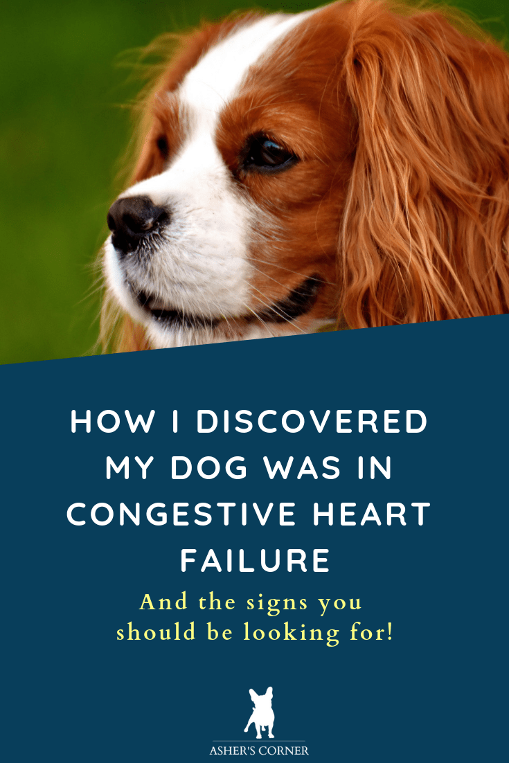 How To Help A Dog With Congestive Heart Failure