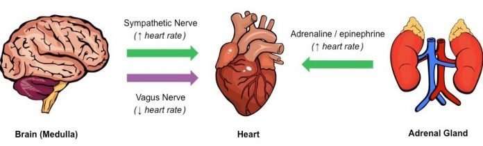 How To Slow Your Heart Rate When Nervous