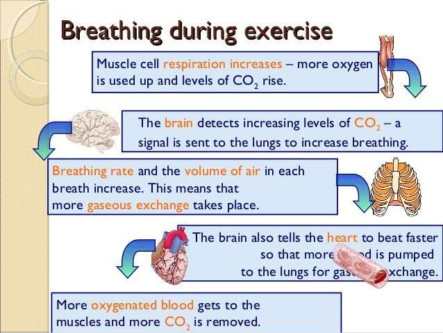 Image result for increased co2 breathing