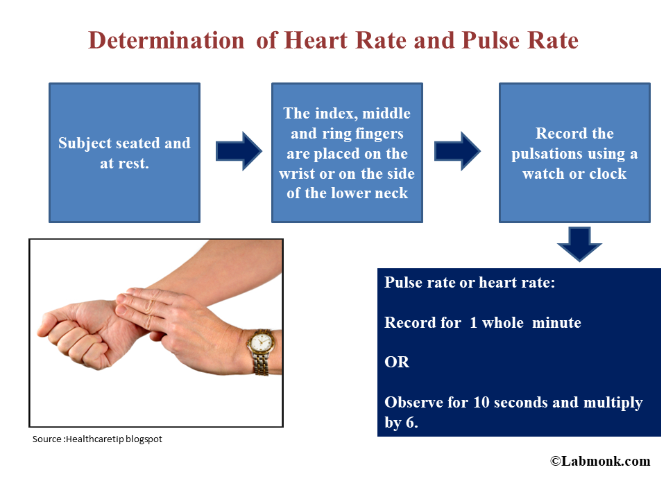Is Your Heart Rate And Pulse Rate The Same