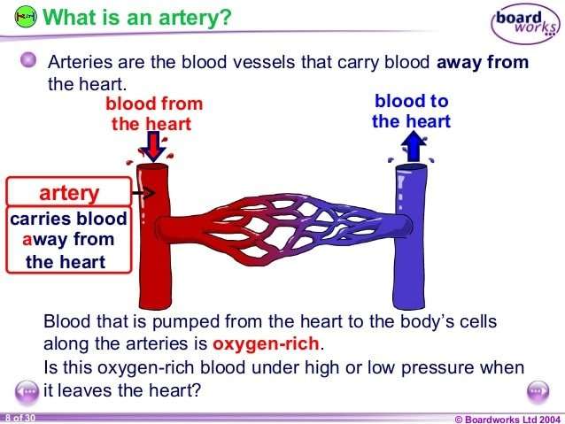Ks4 blood vessels
