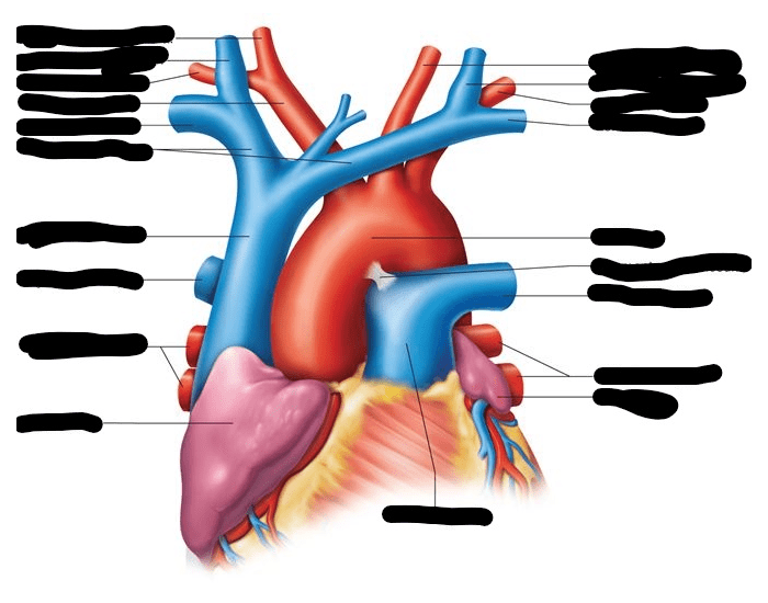 Major Heart Blood Vessels Labeled : 15 circulatory system ...