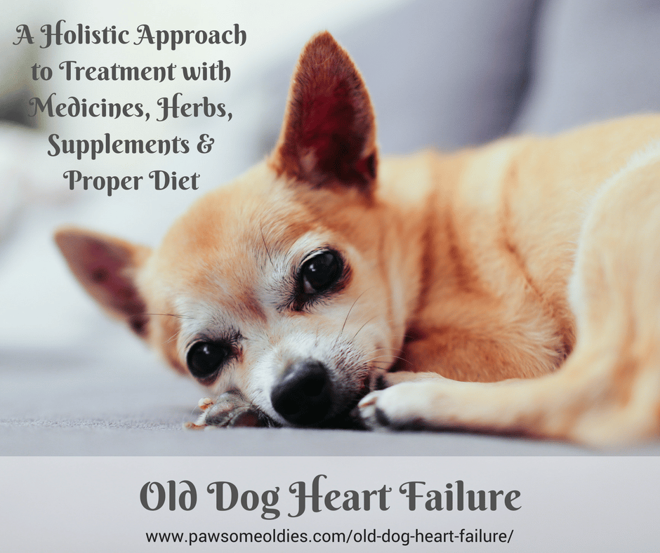 Old Dog Heart Failure