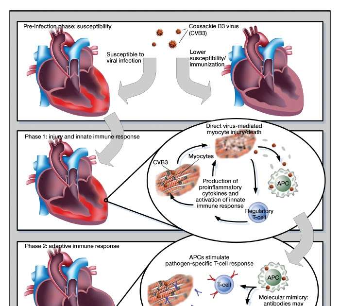 Signs and symptoms Of Acute Congestive coronary heart Failure