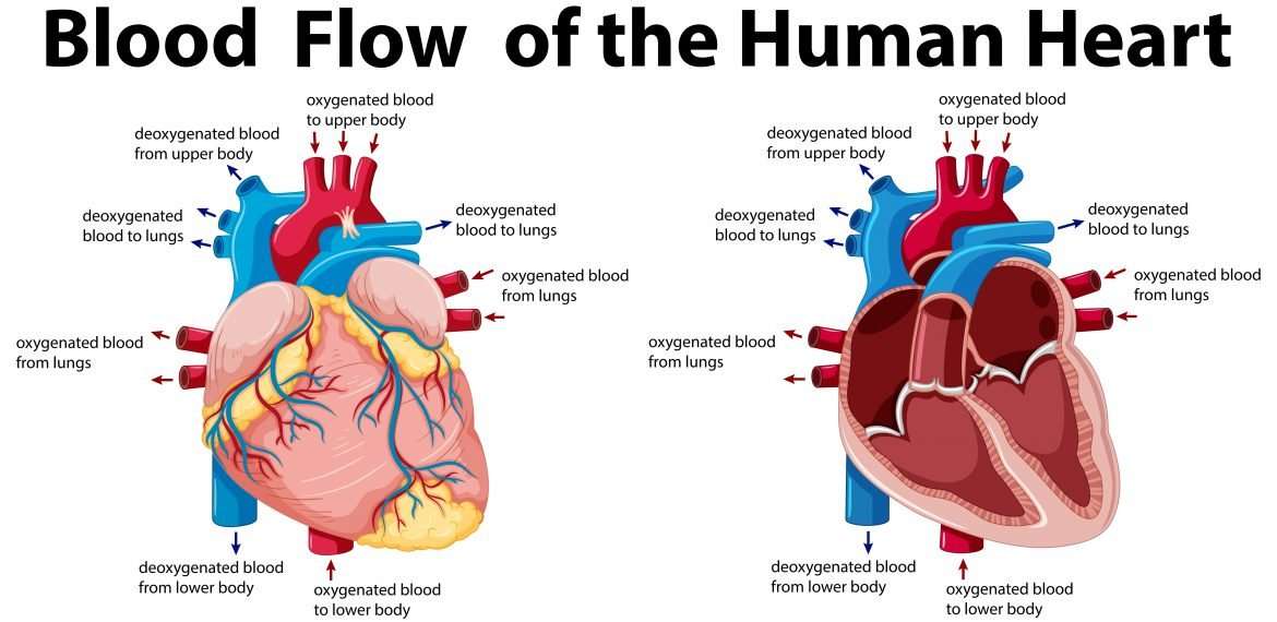 The Anatomy and Circulation of Heart: What You Need to ...