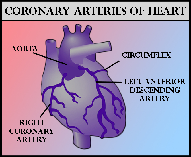 The arteries which supply blood to the heart is aPulmonary ...