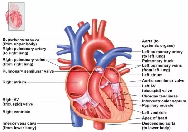 The blood vessels that move blood away from the heart are ...