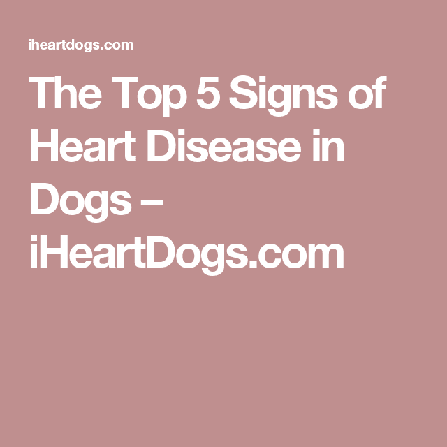 The Top 5 Signs of Heart Disease in Dogs
