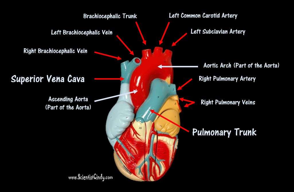THE VESSELS OF BLOOD CIRCULATION