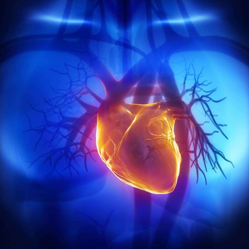 Understanding Cardiology