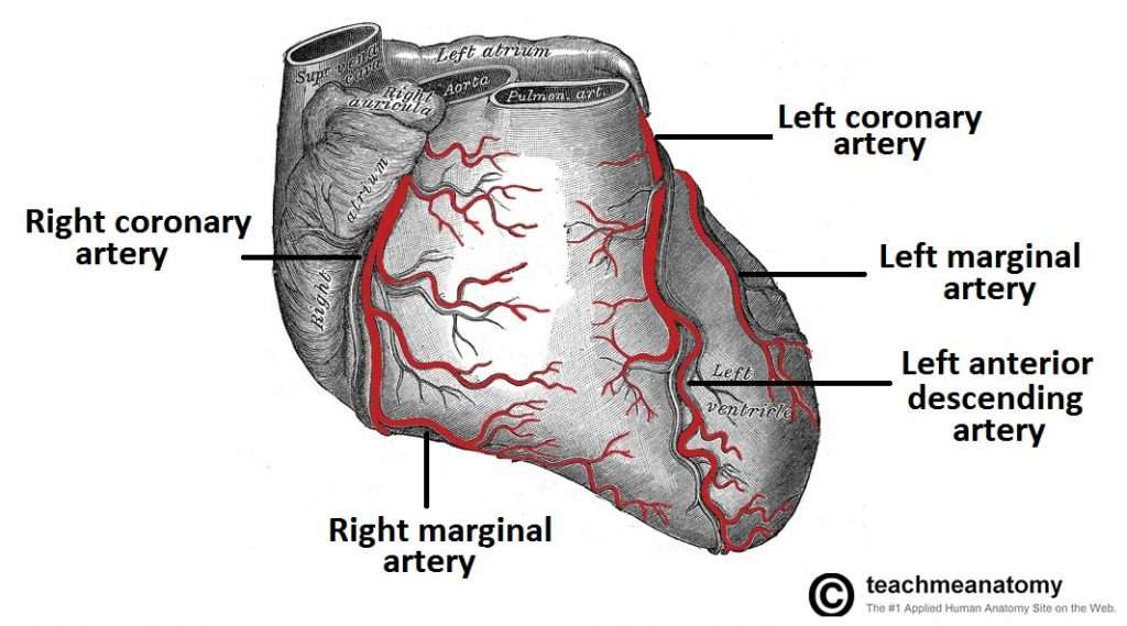 Vasculature of the Heart