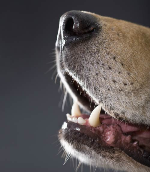 What Happens When A Dog Reverse Sneezes?