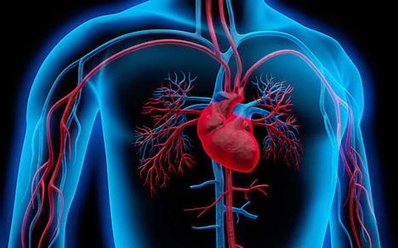 What is Chronic Heart Failure and How to keep the Heart Away from This ...