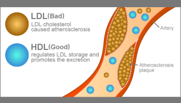 What is Non Hdl Cholesterol?