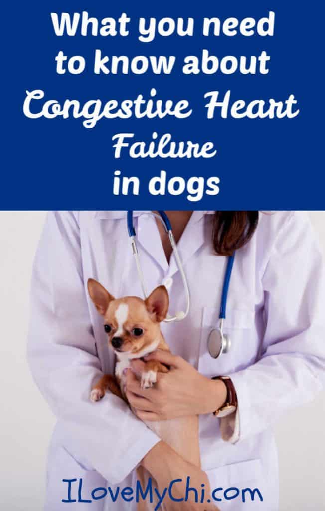 What you need to know about Congestive Heart Failure in dogs