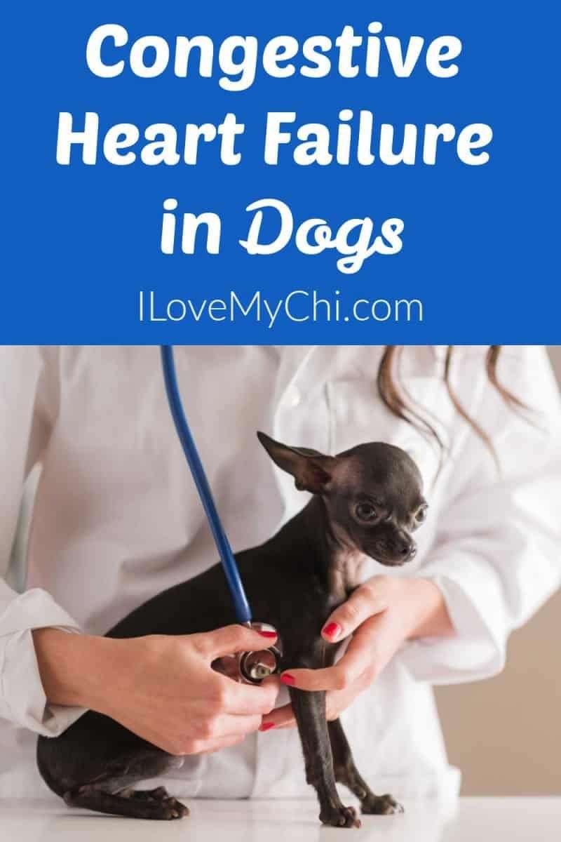 What you need to know about Congestive Heart Failure in dogs ...