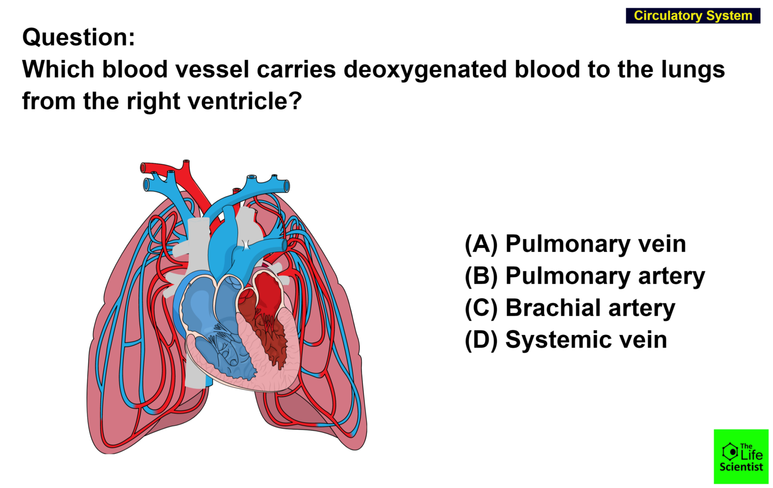 Which blood vessel carries deoxygenated blood to the lungs ...